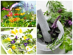 Ein energieerweckender, zentrierender Workshop mit Alexandra Balzer, Kräuterfachfrau und Nathalie Domke, Physiotherapeutin und Yogalehrerin Im frühen Frühjahr ist die Energie in der Natur in Hülle ... Frühlingserwachen - Yoga trifft Wildkräuter