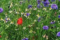 Sommer-Wanderung 